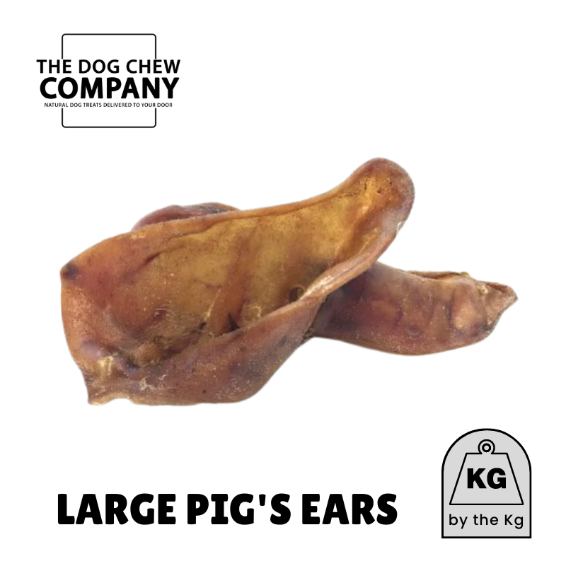 Large pig's ears