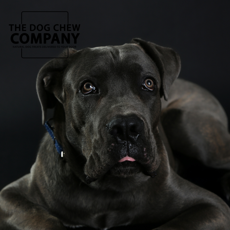 The Cane Corso Dog Chew Selection Box