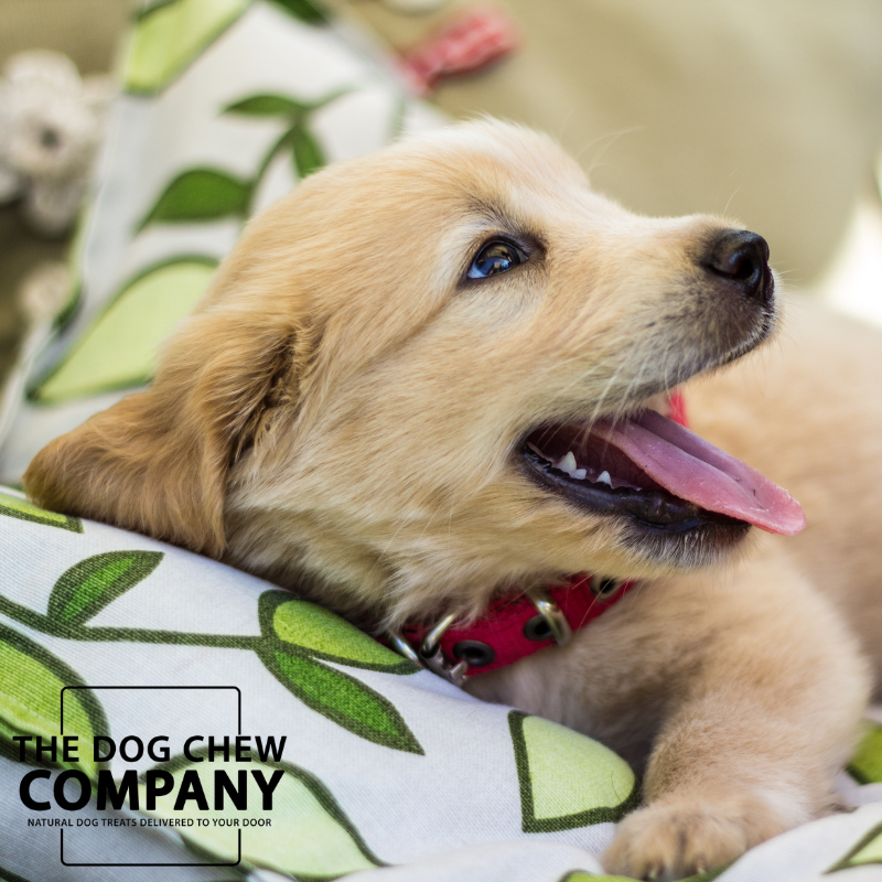 Photo of a Golden Retriever puppy lying on a cushion with tongue hanging out for the Dog Chew Company website from landing page.