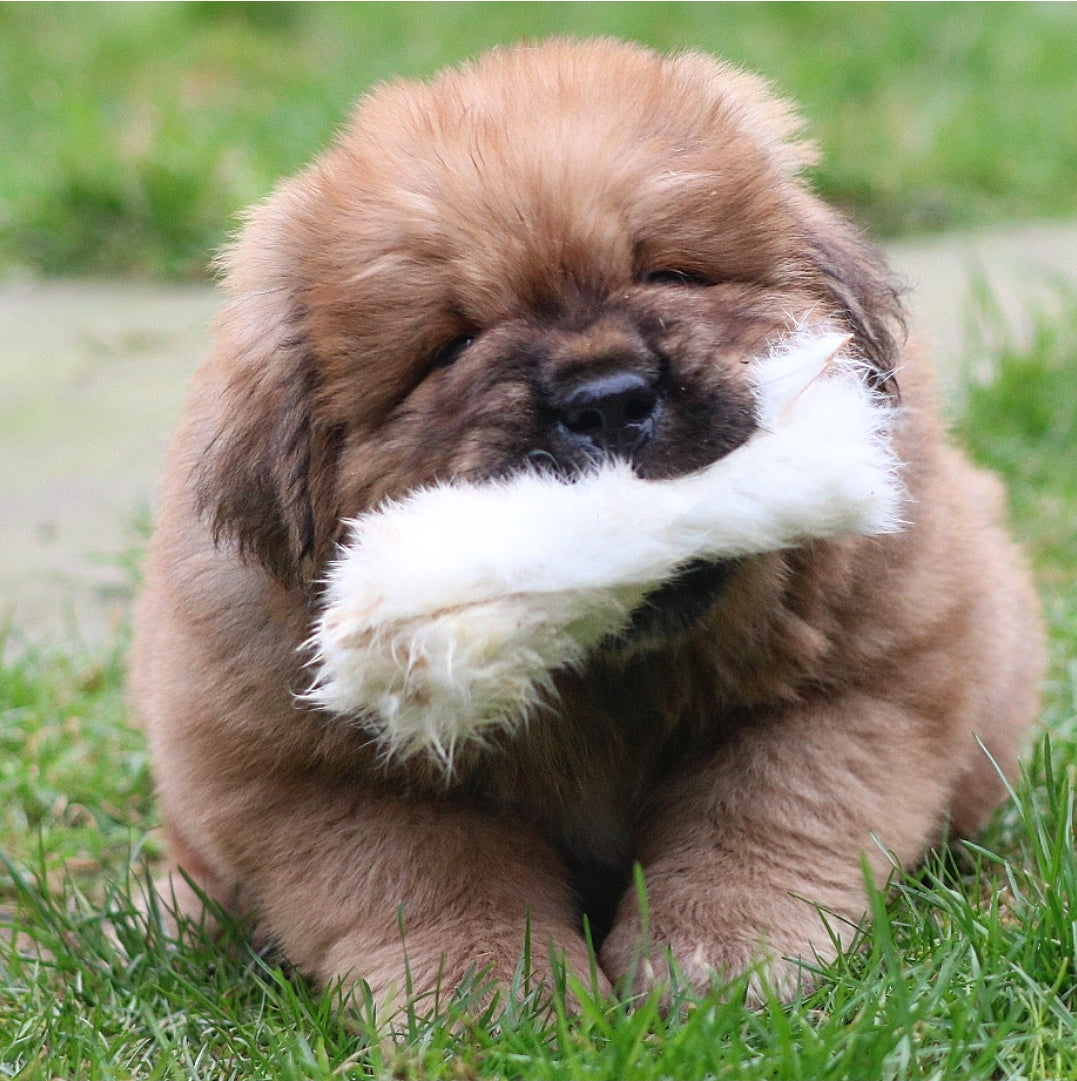 Photo of a Chow Chow dog chewing on a rabbit pelt. This natural dog chew is known to help with deworming and dental health in the dog. They scour the dog's teeth and gums and cleanse the dog's gut as they pass through.