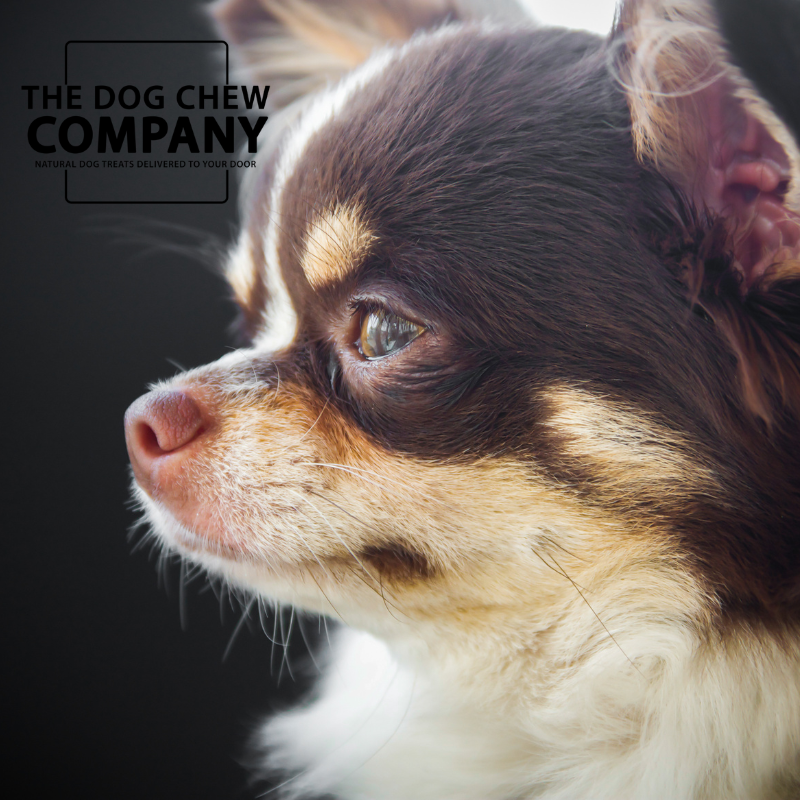The Chihuahua Chew & Treat Box