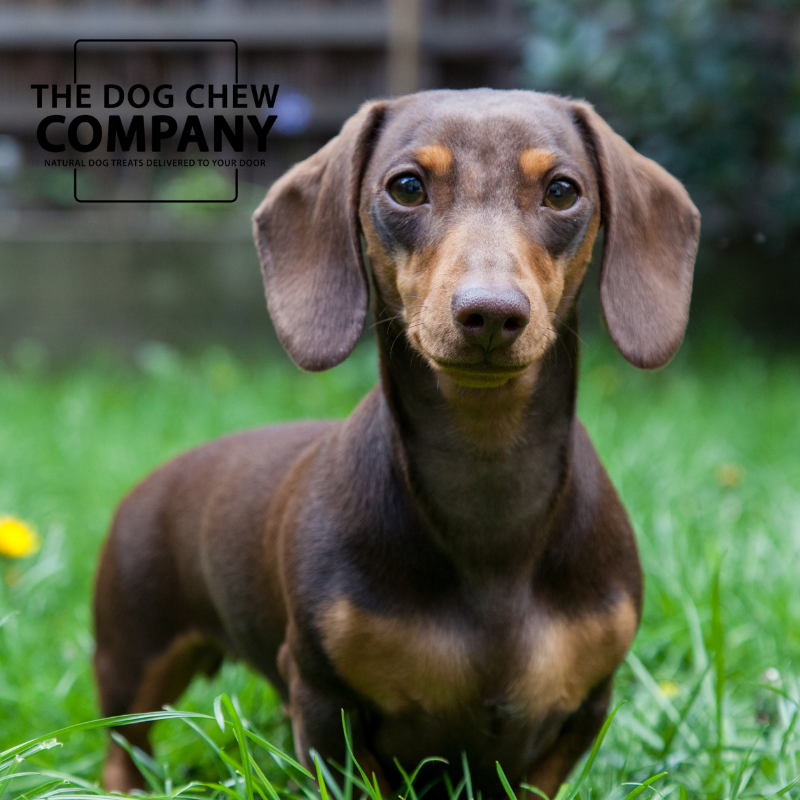 The Dachshund Dog Chew Selection Box