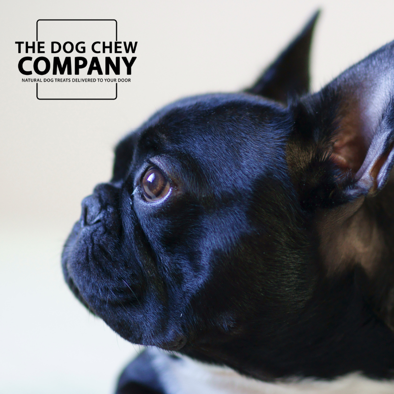 The French Bulldog Dog Chew and Treat Box