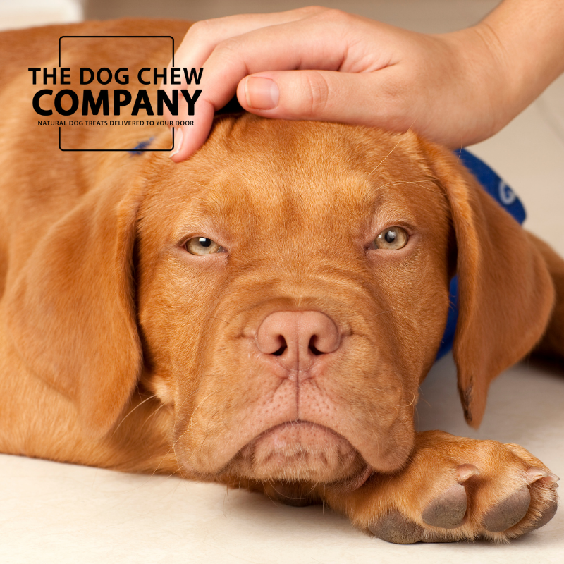 Hypoallergenic dog chew box