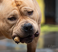Load image into Gallery viewer, The Bully Breed Dog Chew Selection Box - Selection - The Dog Chew Company
