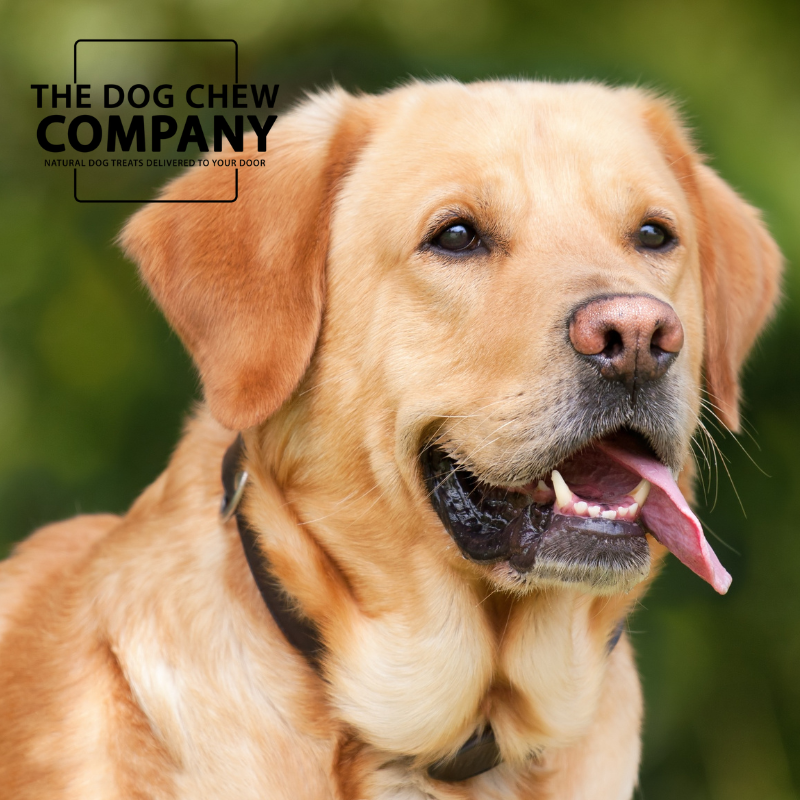 The Labrador Retriever / Dog Chew Selection Box