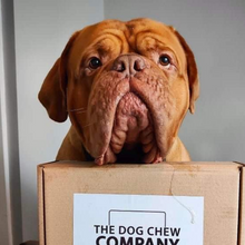 Load image into Gallery viewer, Photo of Dogue de Bordeaux with chew box from the dog chew company.
