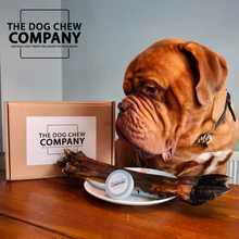 Load image into Gallery viewer, Photo of Dogue de Bordeaux with stag leg and chew box from the dog chew company.
