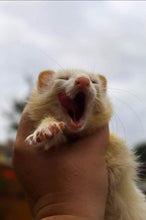 Load image into Gallery viewer, Ferret Chew Selection -  - The Dog Chew Company
